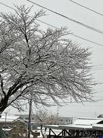 桜の木に積もった雪。風情がありました。