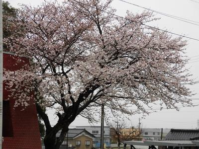 体育館前の桜