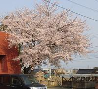 4月8日の桜