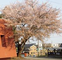 4月15日の桜