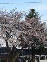 桜の花も新入生を歓迎しました。